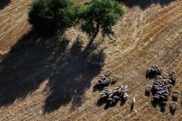 Εντείνει τους ελέγχους η Διεύθυνση Κτηνιατρικής – Κρούσμα ευλογιάς κοντά στα Καλάβρυτα