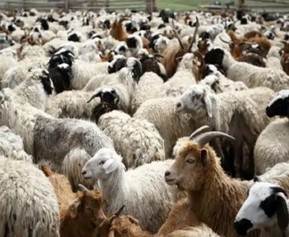 Σε «κλοιό» ευλογιάς η Δυτική Ελλάδα: Εκατοντάδες κρούσματα και μαζικές θανατώσεις τον Δεκέμβριο