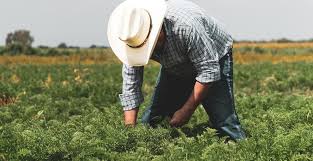 Νέοι αγρότες: Στις 6.829 οι αιτήσεις στήριξης – Ολοκληρώθηκε η υποβολή