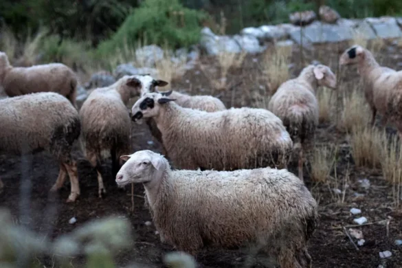 Ιωάννινα: Εντοπίστηκε κρούσμα καταρροϊκού πυρετού σε κοπάδι