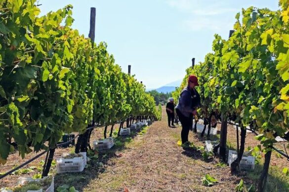 Παρεμβάσεις για την ενίσχυση του αμπελοοινικού τομέα