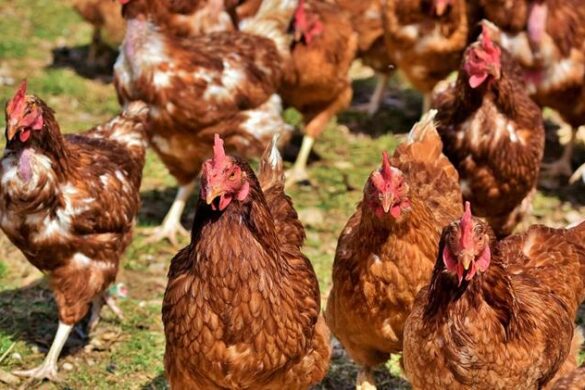 “Χτύπησε” και τη Βραζιλία η γρίπη των πτηνών