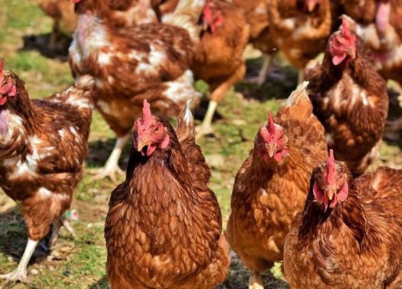 “Χτύπησε” και τη Βραζιλία η γρίπη των πτηνών