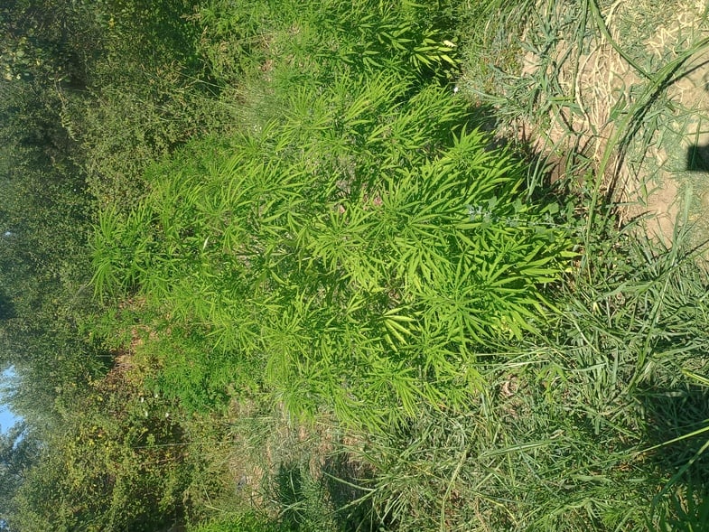 fineview kannavi