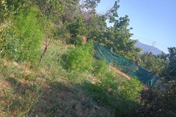 Μεσολόγγι: Συνελήφθη άνδρας για καλλιέργεια και διακίνηση ναρκωτικών