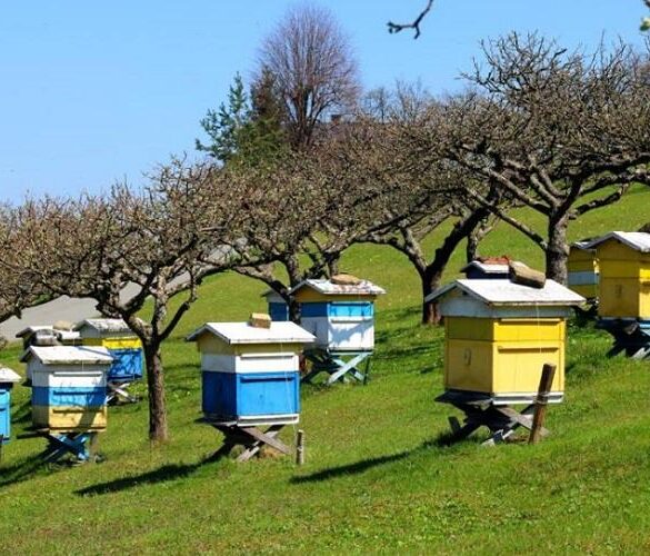 Εγκρίθηκαν πιστώσεις 60 εκατ. ευρώ για βιολογική κτηνοτροφία και μελισσοκομία