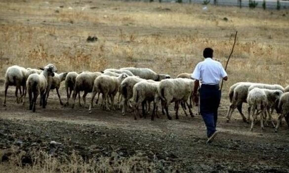 Έρχονται αποζημιώσεις στους κτηνοτρόφους 16,5 εκ. ευρώ, που πάνε τα μεγαλύτερα ποσά