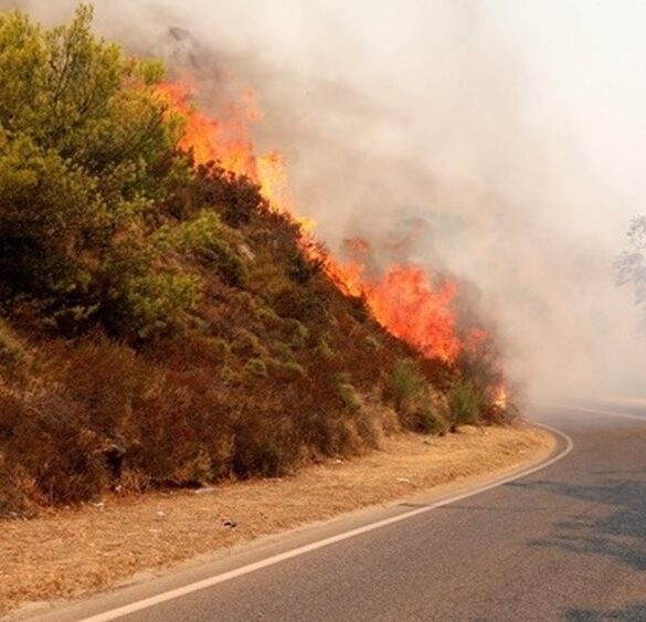 Πυρκαγιά σε δασική έκταση στην Πιερία