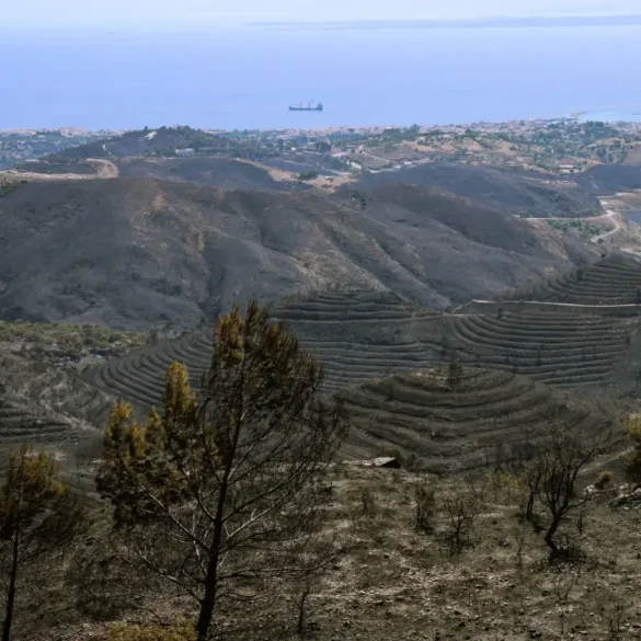 «Στάχτη» πάνω από 50.200 μαστιχόδεντρα από τη φωτιά στη Χίο – Πώς επηρεάζεται η παραγωγή ούζου