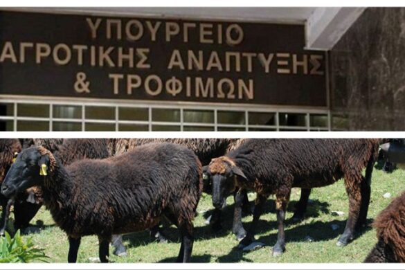 Δέσμη 7 άμεσων μέτρων για την αντιμετώπιση της ευλογιάς των αιγοπροβάτων