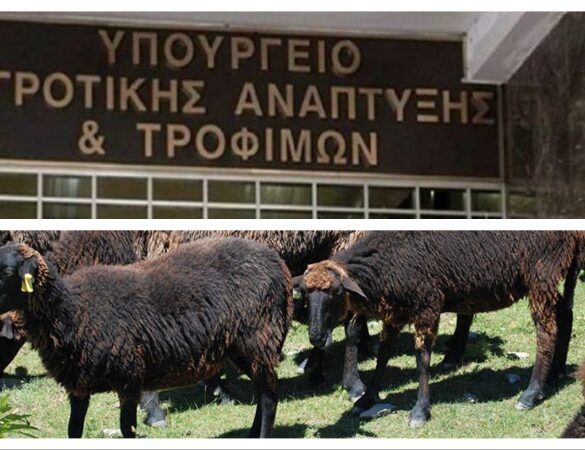 Δέσμη 7 άμεσων μέτρων για την αντιμετώπιση της ευλογιάς των αιγοπροβάτων