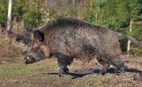 Λευκάδα: Αγριογούρουνα καταπατούν νεκροταφείο