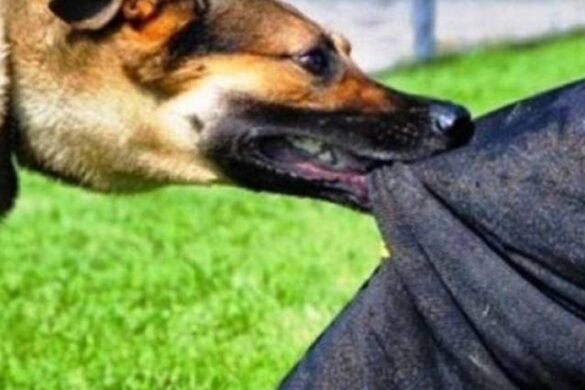 Πάτρα: Σκύλος επιτέθηκε σε 7χρονο και τον τραυμάτισε στο πόδι – Διακομίστηκε στο Νοσοκομείο ο ανήλικος