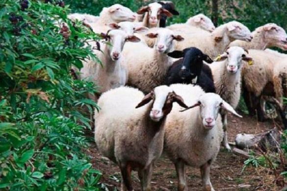 Θεσσαλία: Πρόγραμμα ενίσχυσης της βιοασφάλειας στις ζώνες προστασίας για την ευλογιά