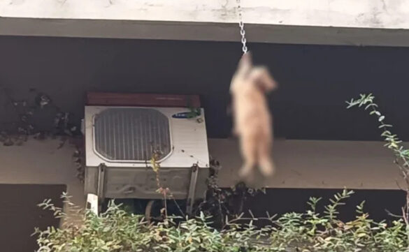 Αγρίνιο: Δύο συλλήψεις για το κρεμασμένο γατάκι – Το εγκατέλειψαν στο Δοκίμι