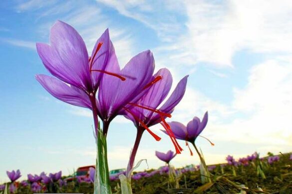 Κρόκος Κοζάνης: «Χτυπήθηκε» από την κλιματική αλλαγή και το «χρυσάφι» της γης