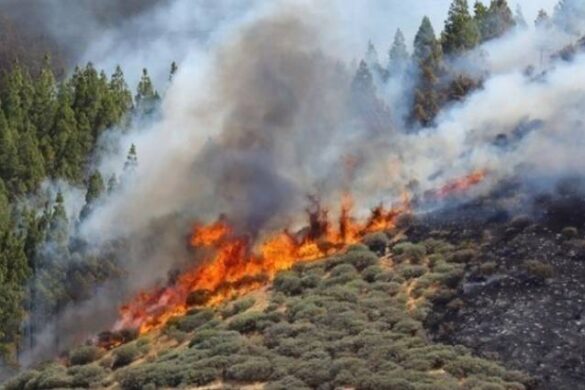 Δήμαρχος Βάρης-Βούλας-Βουλιαγμένης: Πολύ δύσκολη η κατάσταση στο μέτωπο της φωτιάς, όλες οι δυνάμεις μας επιχειρούν