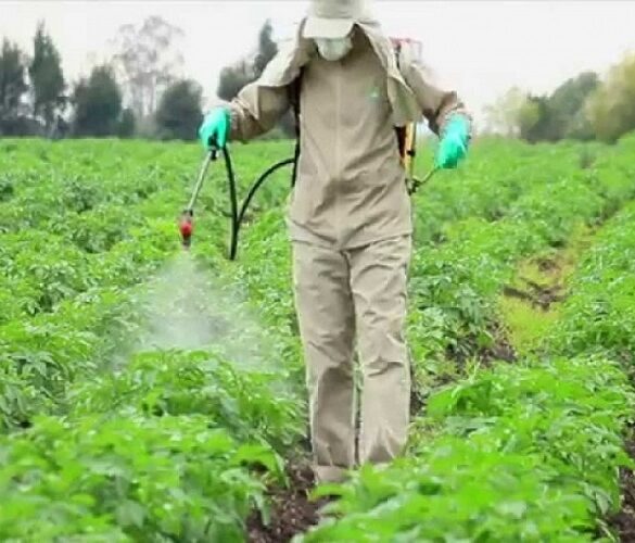 ΕΕ: Ανανεώθηκε η άδεια χρήσης της γλυφοσάτης