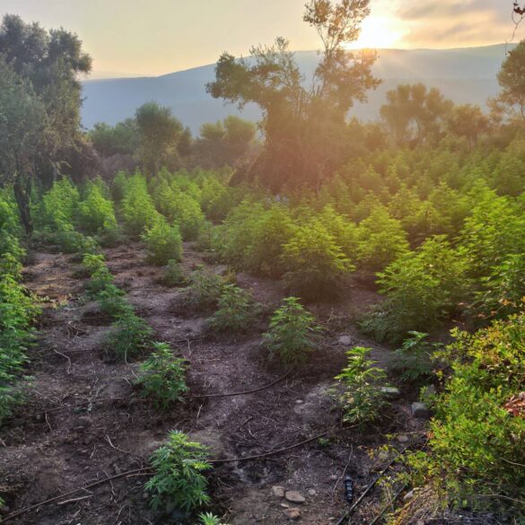 Μεγάλη επιτυχία της Δίωξης Ναρκωτικών Πάτρας: Εντόπισαν μεγάλη φυτεία κάνναβης στην Μεσσηνία