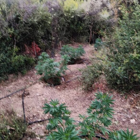 Δυτική Ελλάδα: Εντοπίστηκε φυτεία δενδρυλλίων -Τέσσερις συλλήψεις