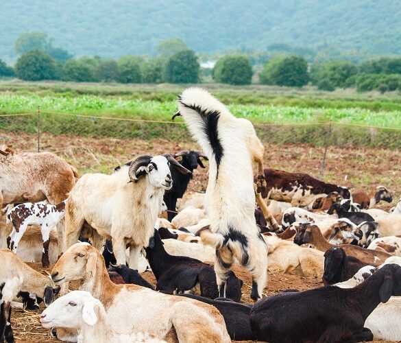 ΣΕΚ: Εκτός των αυτόχθονων φυλών τα πρόβατα και η αίγα της Κρήτης