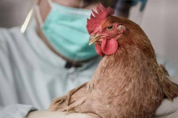 ΗΠΑ: Έξαρση της φονικής γρίπης των πτηνών H7N9