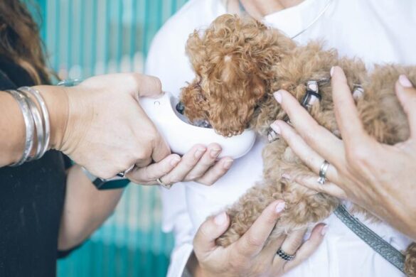 Πάτρα: Αυτός είναι ο χώρος του Δήμου που θα γιατρεύει και θα φιλοξενεί αδέσποτα από φθινόπωρο