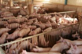 Ισπανία: Ο στρατός κινητοποιείται κατά της πανώλης των χοίρων, που ενδεχομένως προκλήθηκε από μολυσμένο σάντουιτς