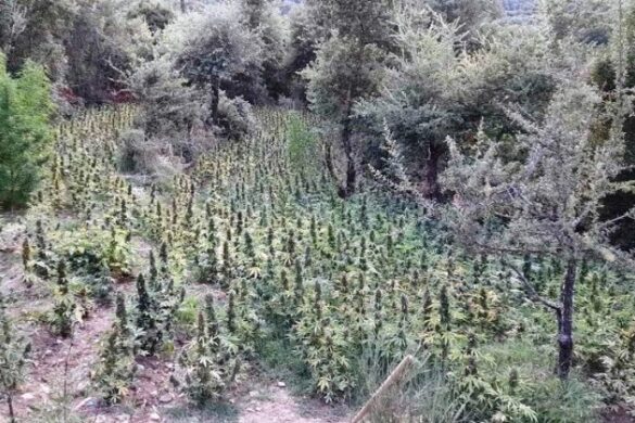 Συνελήφθη επ΄ αυτοφώρω καλλιεργητής ναρκωτικών στην Ηλεία