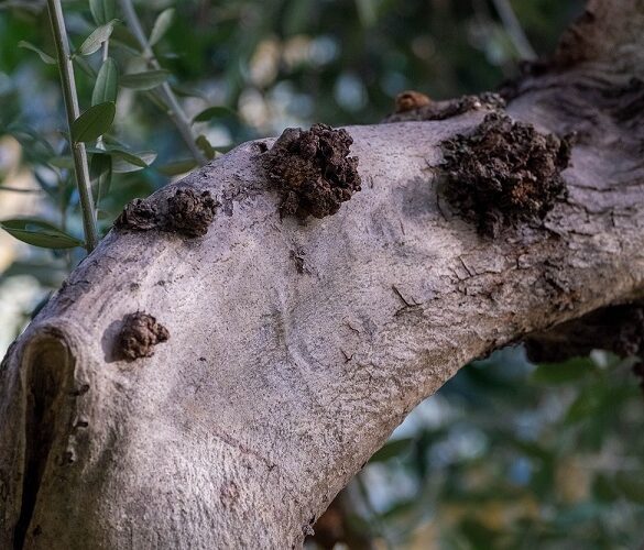 Ελιά: Πώς θα αντιμετωπίσετε το Κυκλοκόνιο – Προσοχή και στην Καρκίνωση