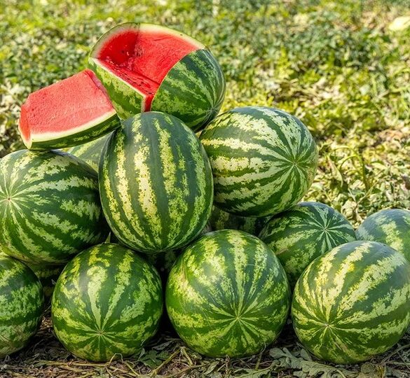 Σε απόγνωση οι παραγωγοί καρπουζιού αφήνουν τη σοδειά να σαπίσει