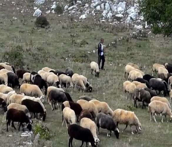 Σταύρος Κελέτσης: Πρότυπα επιδοτούμενα κτηνοτροφικά πάρκα και στον Έβρο