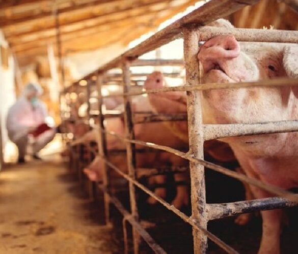 Copa-Cogeca: Τι θα φέρει η σταδιακή κατάργηση των κλουβιών στην κτηνοτροφία