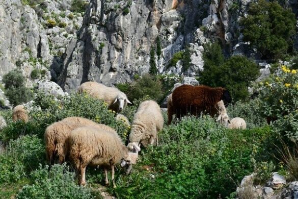 Βιολογική παραγωγή: Υψηλά ποσοστά μη συμμόρφωσης σε ελέγχους για μελισσοκομία και κτηνοτροφία