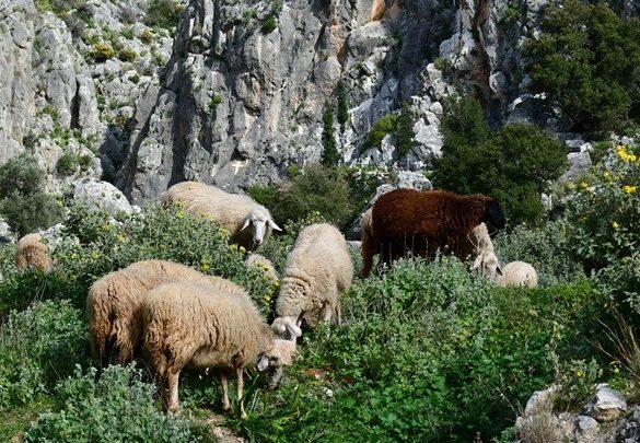 Βιολογική παραγωγή: Υψηλά ποσοστά μη συμμόρφωσης σε ελέγχους για μελισσοκομία και κτηνοτροφία