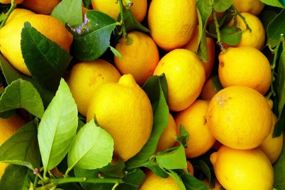 Λεμόνια: Στο ήμισυ η φετινή παραγωγή – Αθρόες οι εισαγωγές