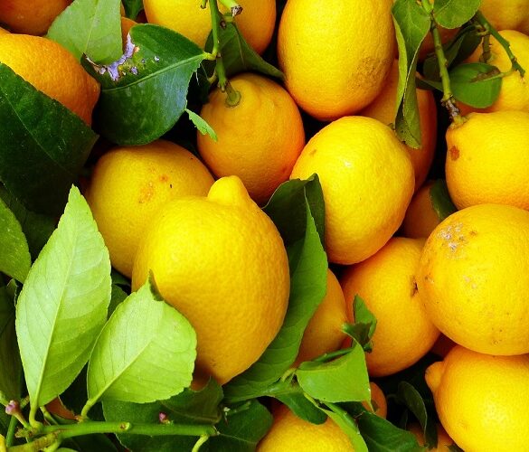 Λεμόνια: Στο ήμισυ η φετινή παραγωγή – Αθρόες οι εισαγωγές