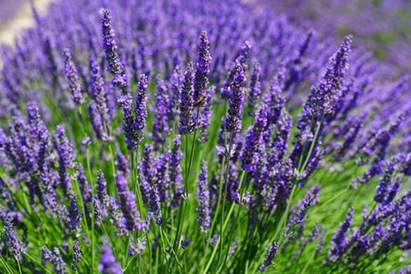 Λεβάντα: Μειωμένες αποδόσεις κατά 60% – De minimis ζητούν οι παραγωγοί