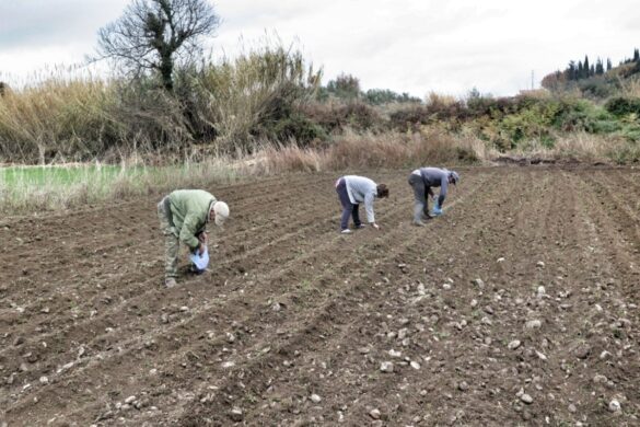 Απότομη άνοδος των τιμών στα λιπάσματα – Κίνδυνος για ελλείψεις στα τρόφιμα αν συνεχιστεί ο πόλεμος στο Ιράν