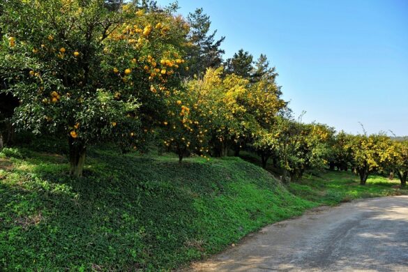 Εσπεριδοειδή: Σήψεις καρπών από τις βροχοπτώσεις – Πώς αντιμετωπίζονται