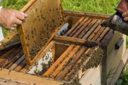 Δυτική Ελλάδα: Έκλεψε… μελίσσια – Εξιχνίαστηκε η κλοπή