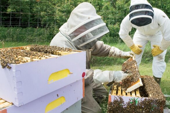 SOS από μελισσοκόμους: «Απέχουν μίλια από την πραγματικότητα οι υπεύθυνοι»