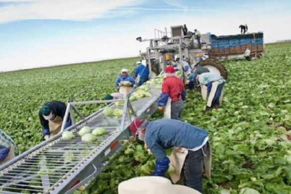 Incofruit Hellas: Καμπανάκι για την έλλειψη εργατών γης