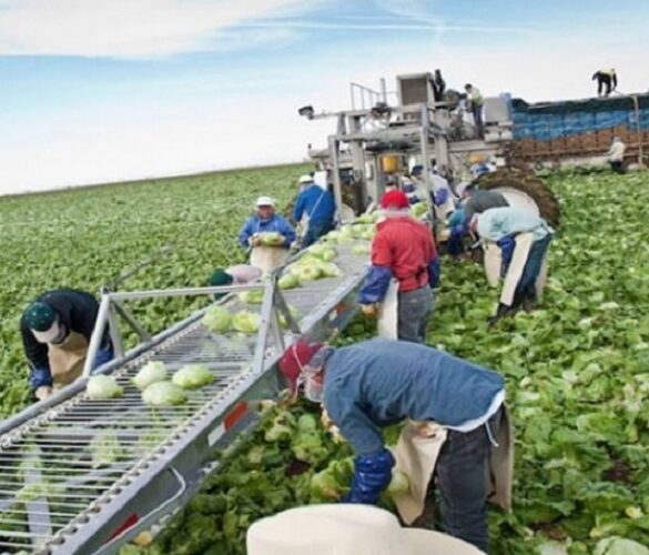 Incofruit Hellas: Καμπανάκι για την έλλειψη εργατών γης