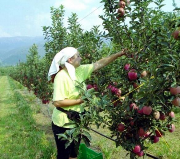 16 εκ. ευρώ ad hoc σε μηλοπαραγωγούς : Έπεσαν υπογραφές, έρχεται ΦΕΚ για πληρωμή