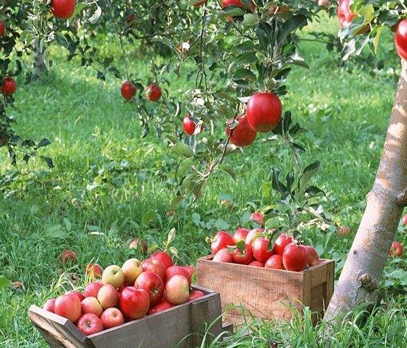 ΕΛΓΑ: Γιατί δεν θα καταβληθούν αποζημιώσεις στους μηλοπαραγωγούς της Αγιάς