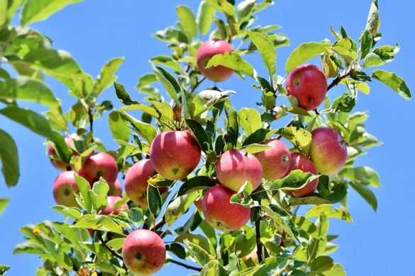 Μηλιά – αχλαδιά: Καλλιεργητικές φροντίδες για ασθένειες και εχθρούς