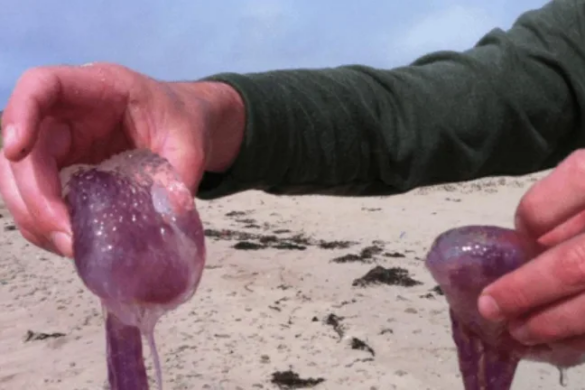 Επέστρεψαν οι μέδουσες: Σε ποιά θάλασσα εντοπίστηκαν