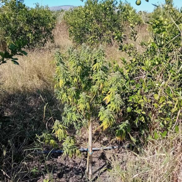 Σύλληψη για καλλιέργεια και διακίνηση ναρκωτικών στο Μεσολόγγι