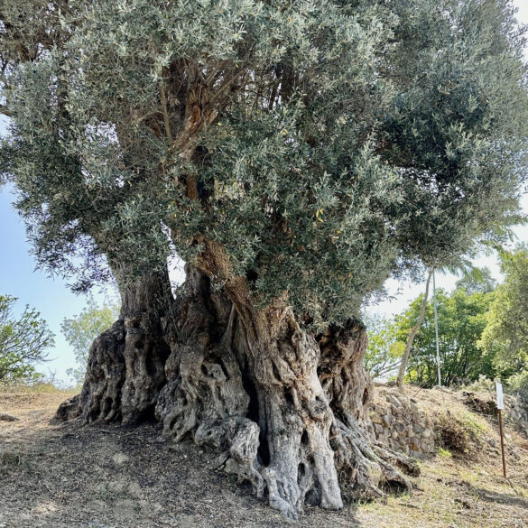 Ελιά: Οδηγίες από τη συγκομιδή έως την αποθήκευση ελαιολάδου